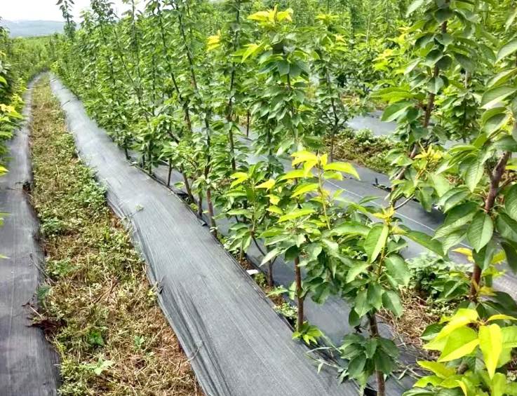 geotextile fabric for garden